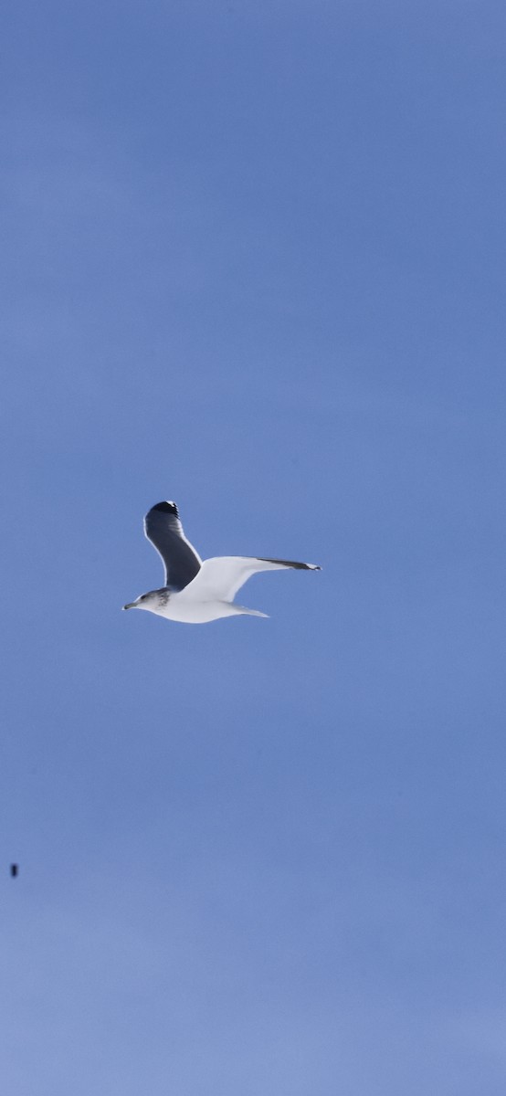 Kaio kaliforniarra - ML646911236