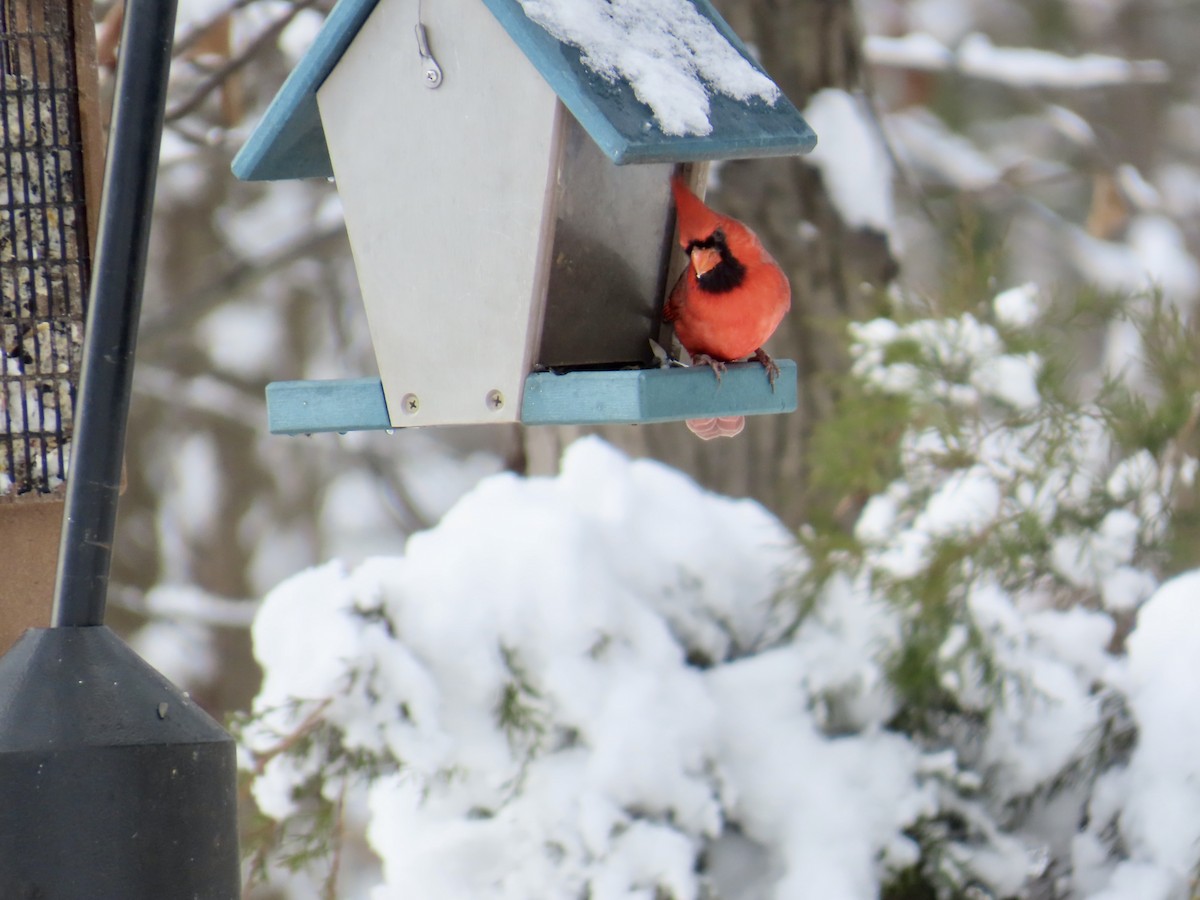 Northern Cardinal - ML646911250