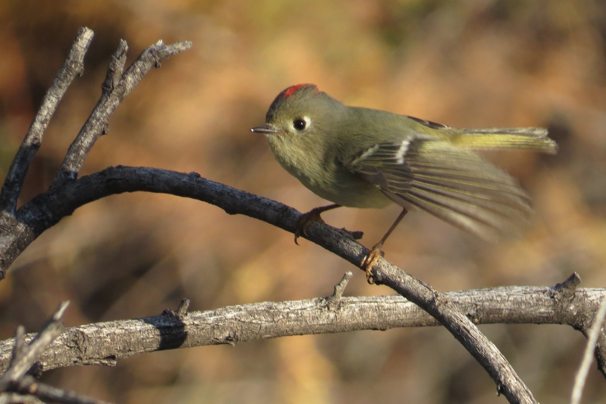מלכילון אמריקני - ML646911252