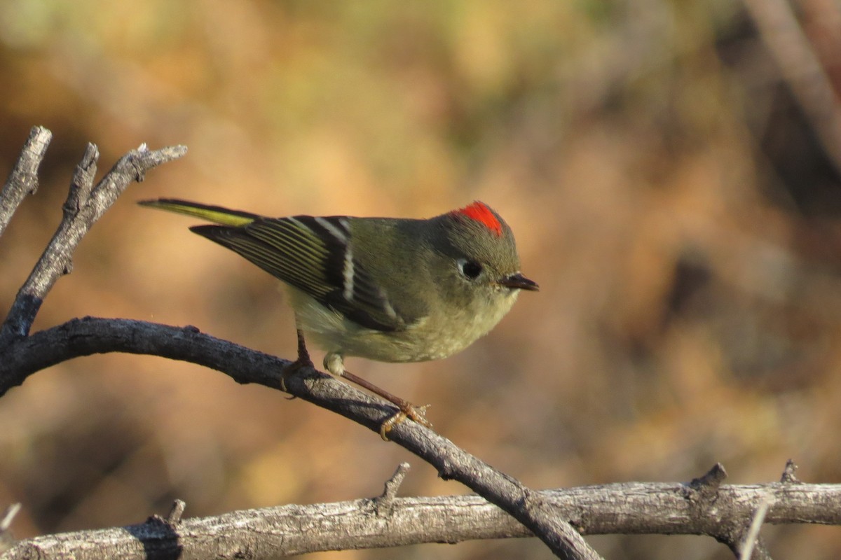 מלכילון אמריקני - ML646911253