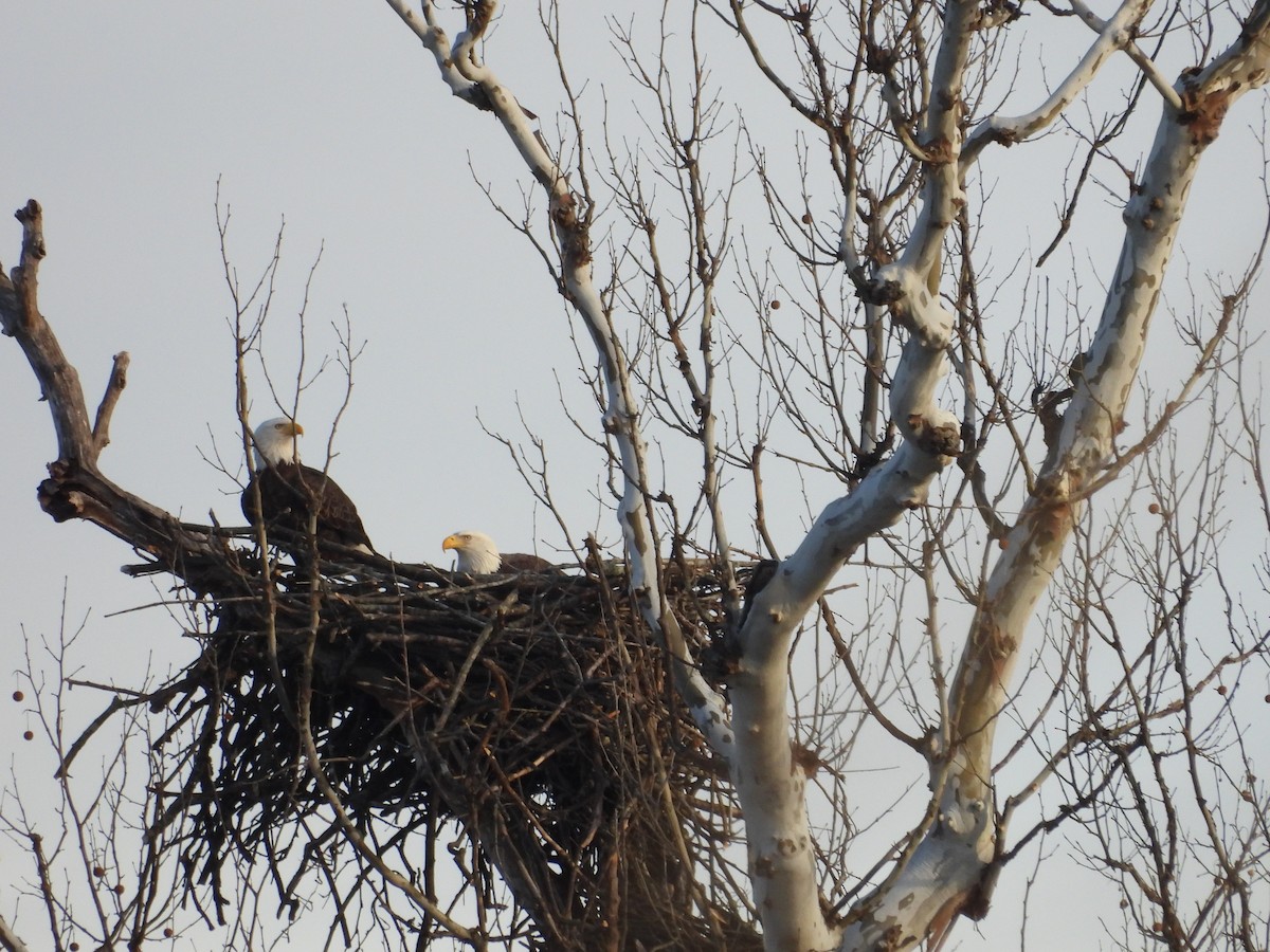 Белоголовый орлан - ML646911255