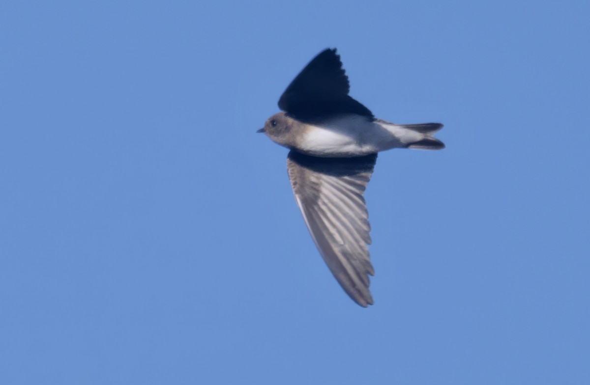 Plain Martin - ML646911257