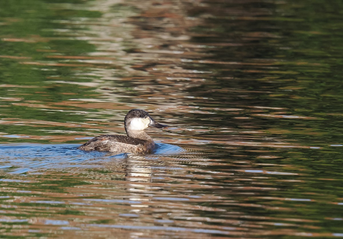 Ruddy Duck - ML646911258