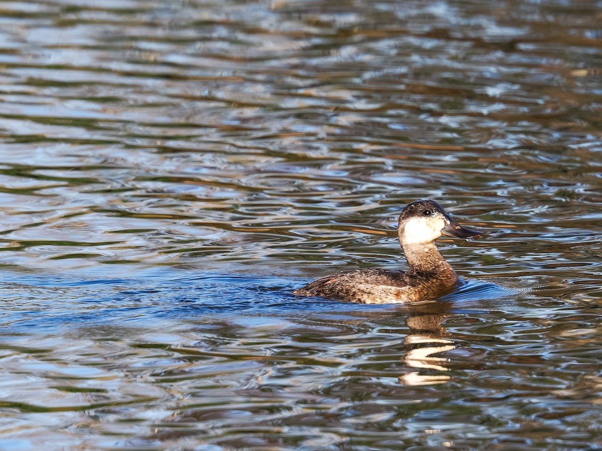 Ruddy Duck - ML646911259