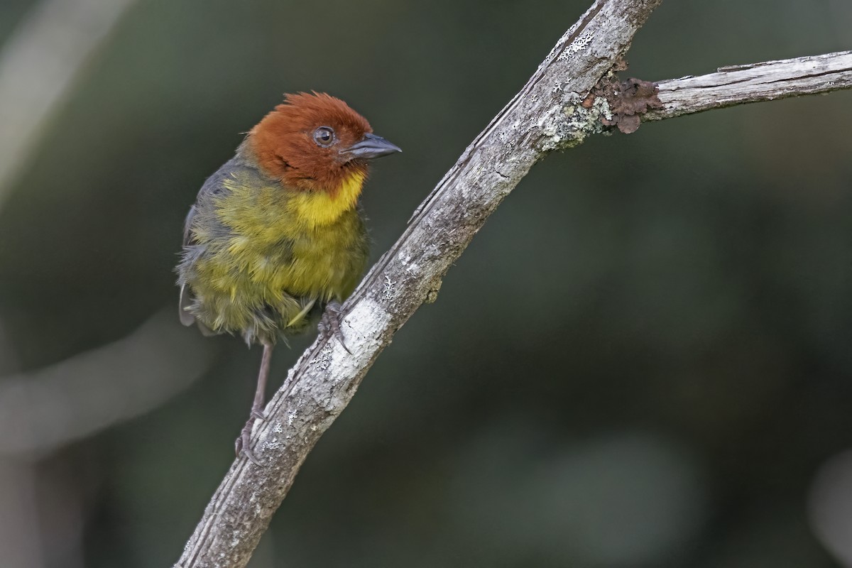 Tepui Brushfinch - ML646911260