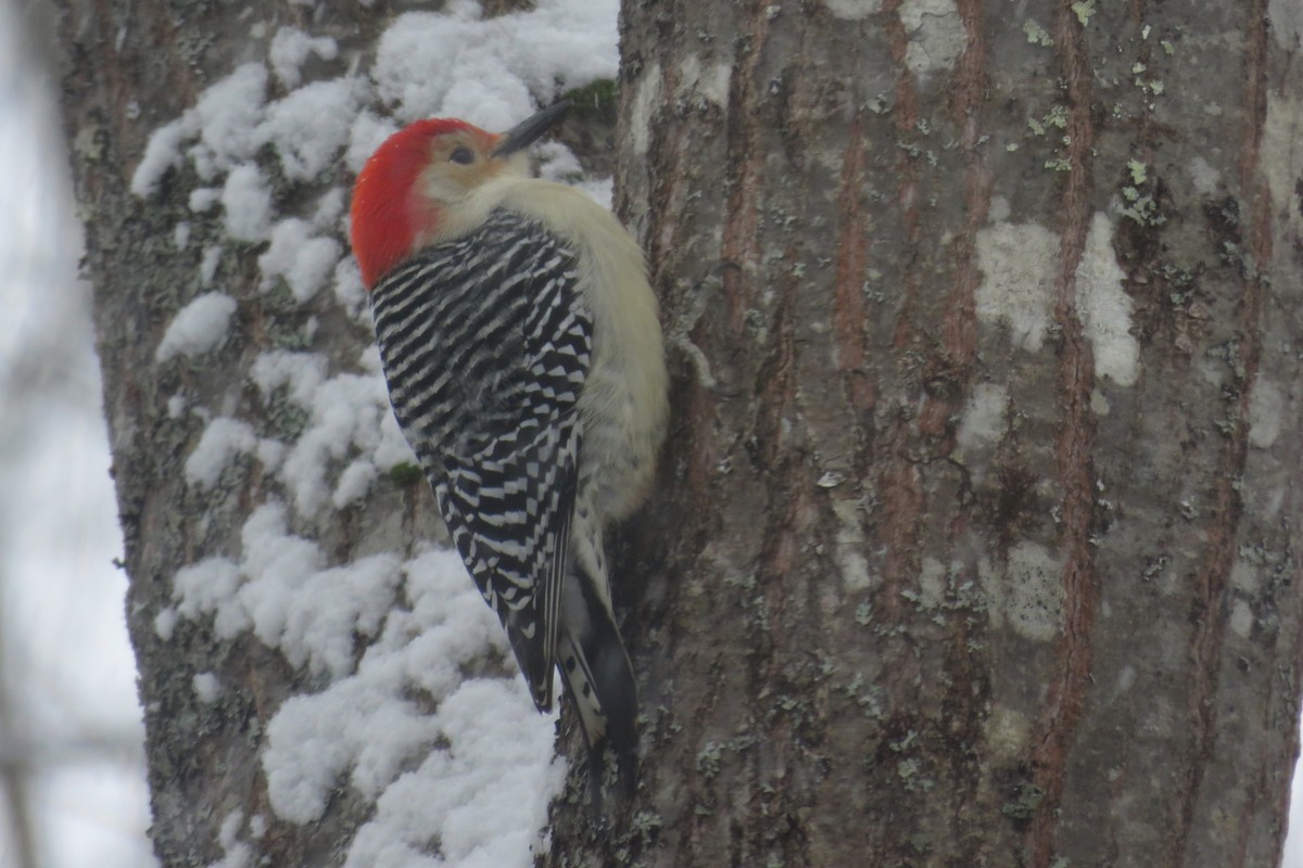 Red-bellied Woodpecker - ML646911261