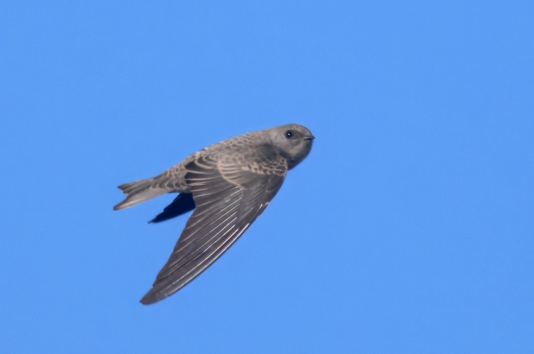 Plain Martin - ML646911263