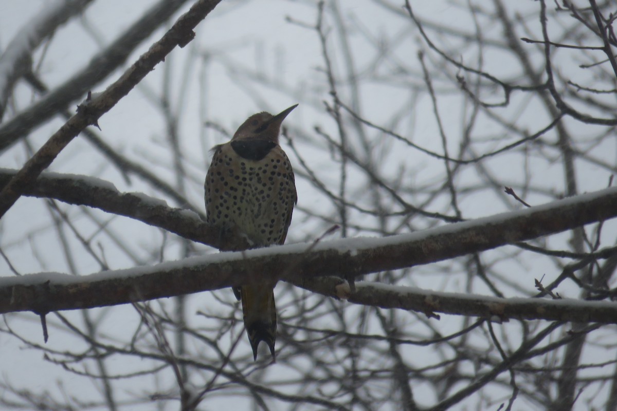 Northern Flicker - ML646911266