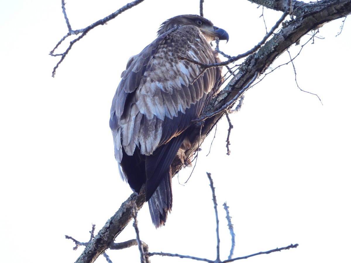 Белоголовый орлан - ML646911268