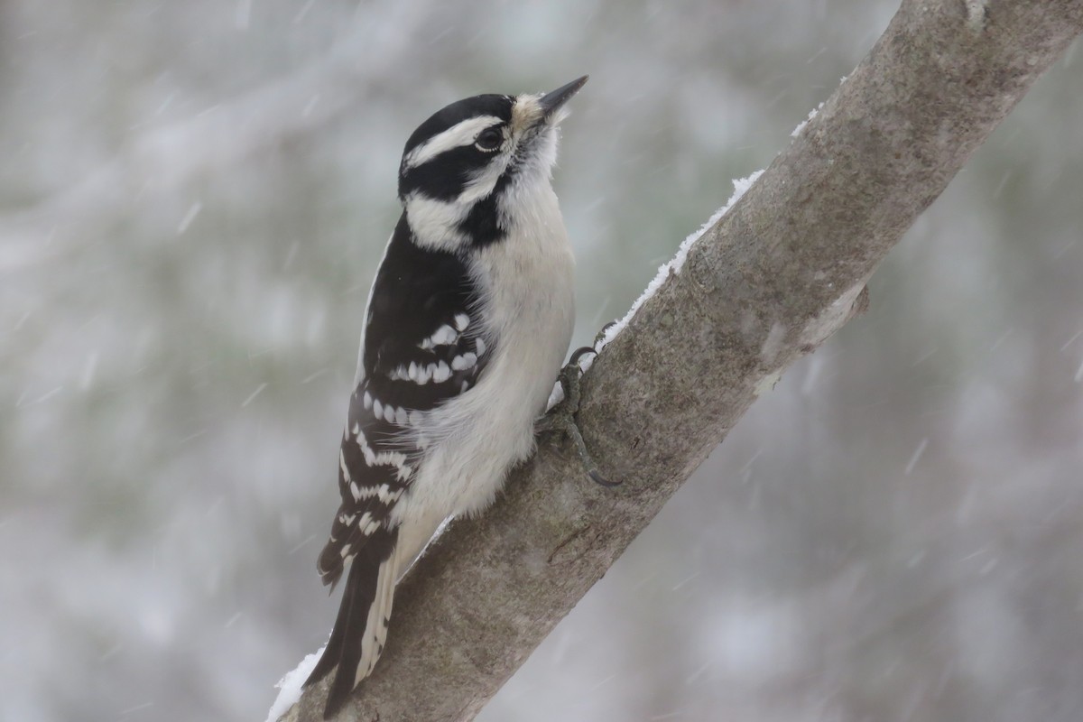 Downy Woodpecker - ML646911269