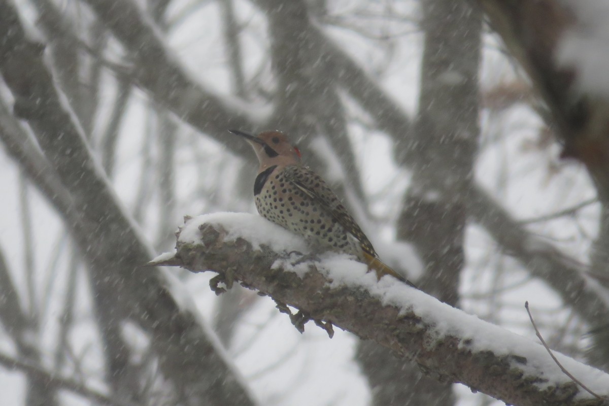 Northern Flicker - ML646911279