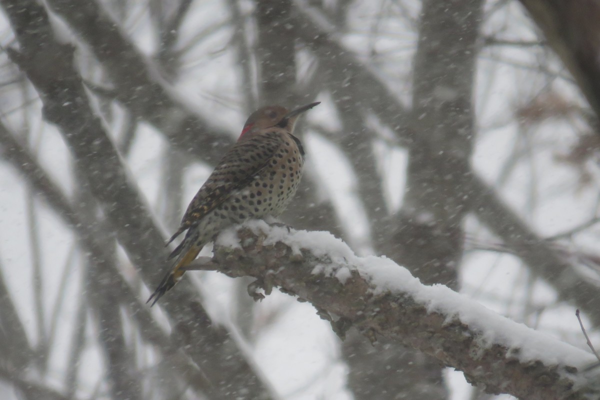 Northern Flicker - ML646911281