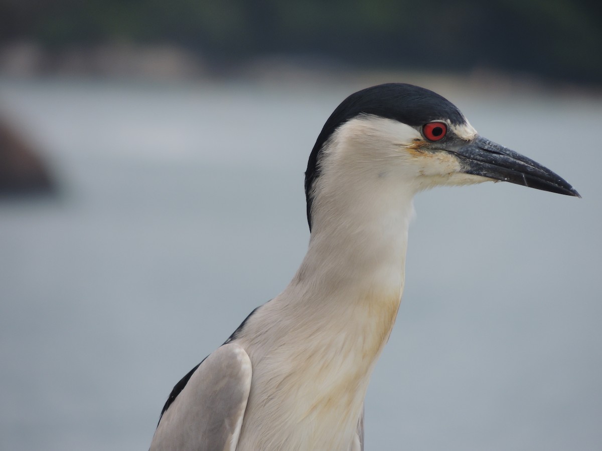 Black-crowned Night Heron - ML646911282