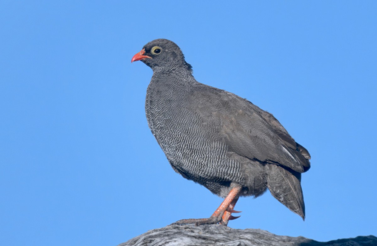 Red-billed Spurfowl - ML646911283