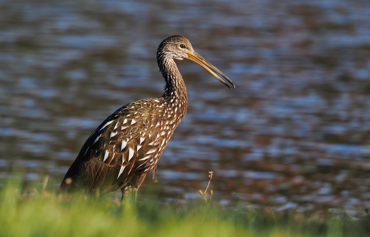 Limpkin - ML646911286