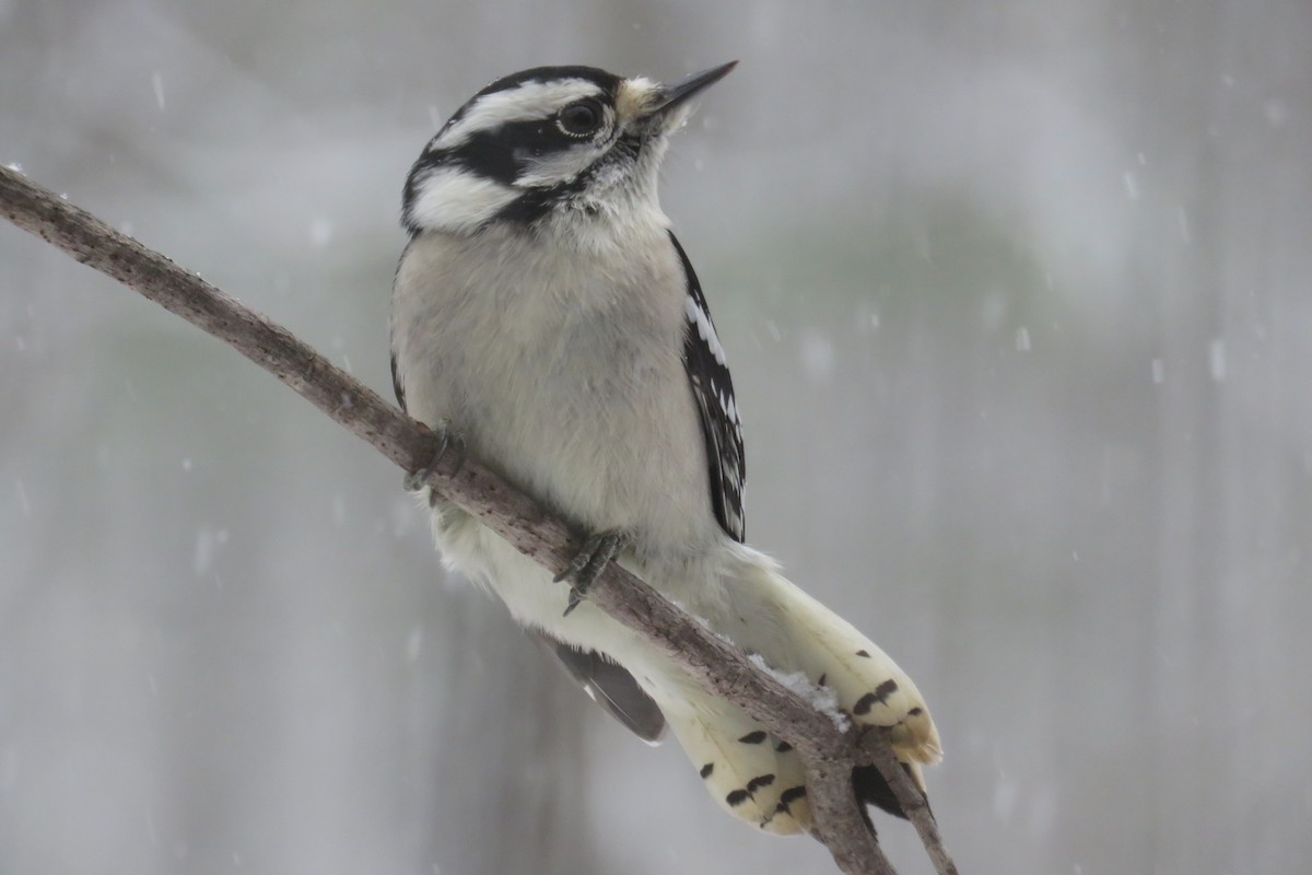 Downy Woodpecker - ML646911287