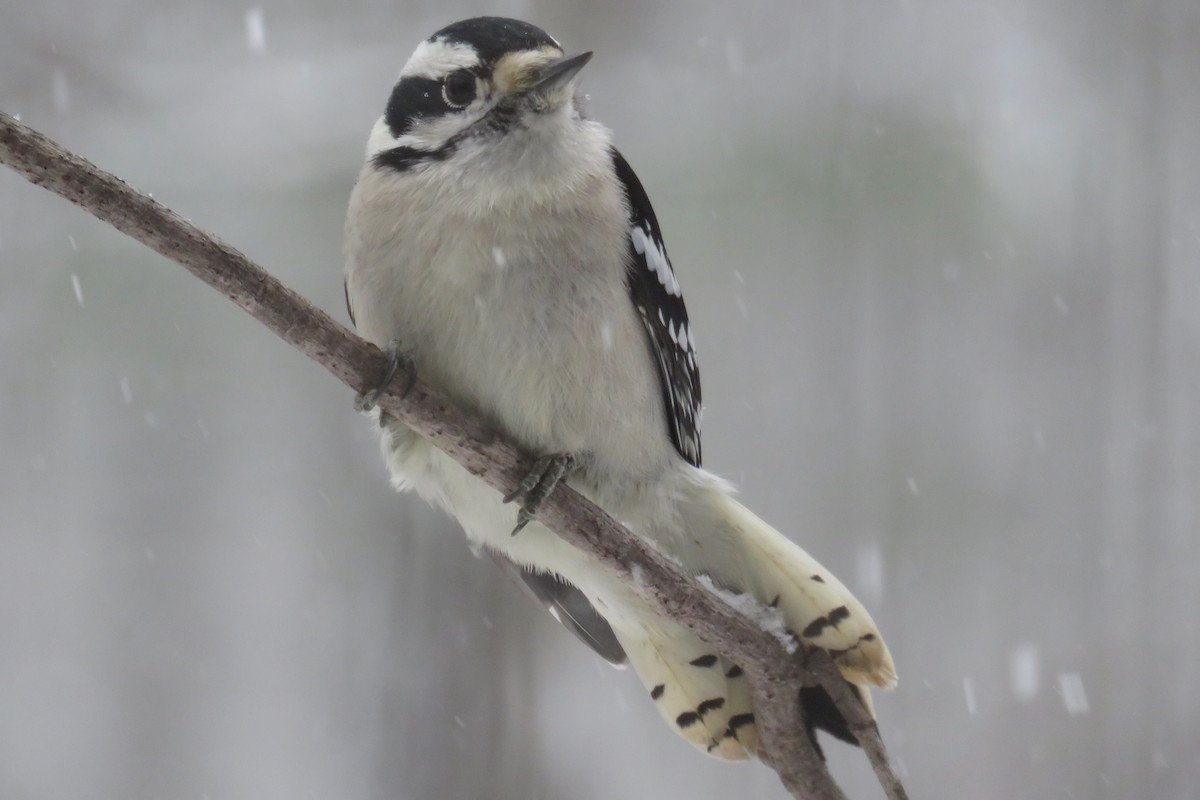 Downy Woodpecker - ML646911290