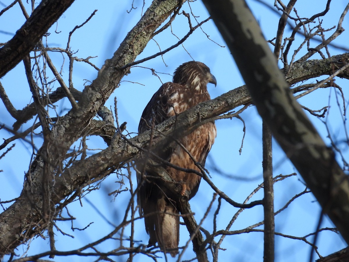 Белоголовый орлан - ML646911300