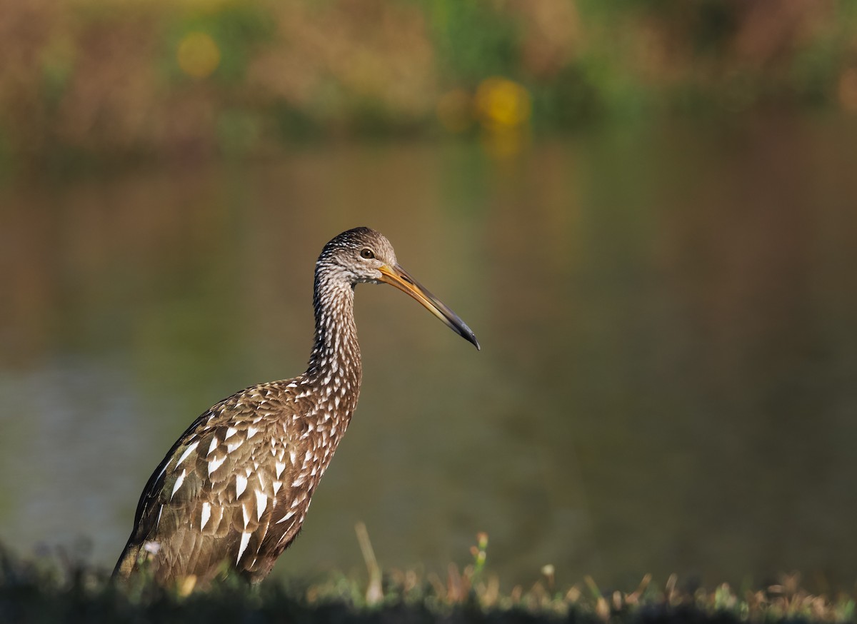 Limpkin - ML646911312