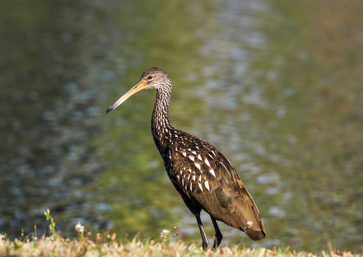 Limpkin - ML646911315