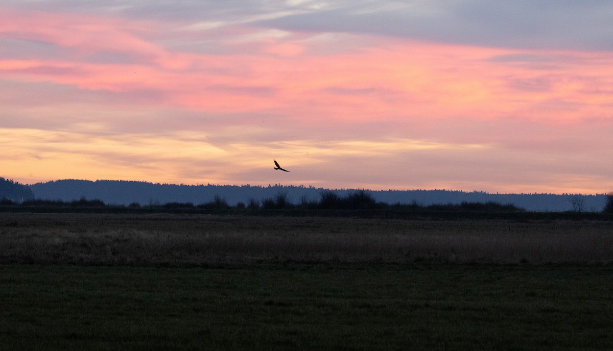 mørkmyrhauk - ML646911331