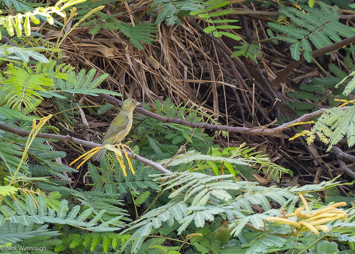 ゴシキノジコ - ML646911364