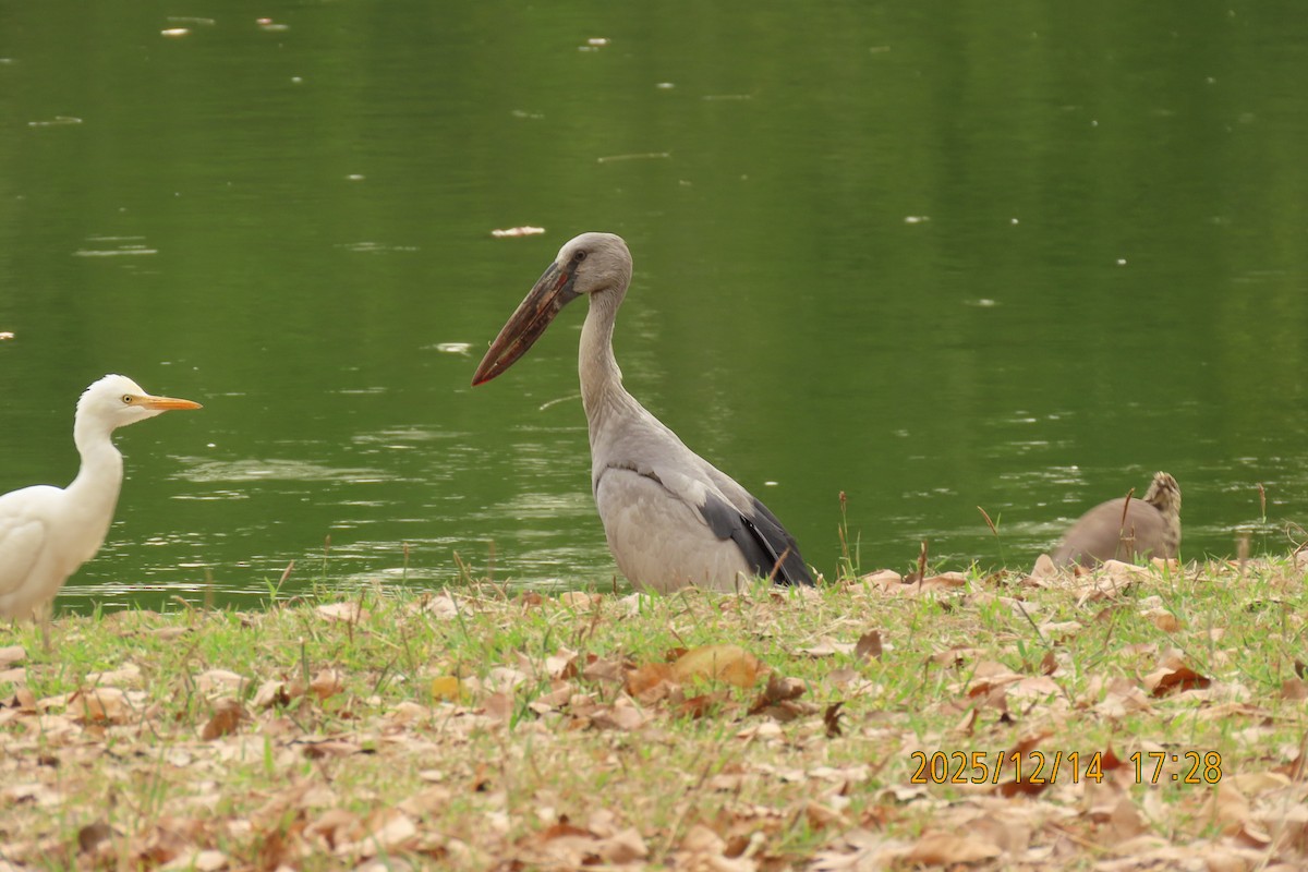 スキハシコウ - ML646911366