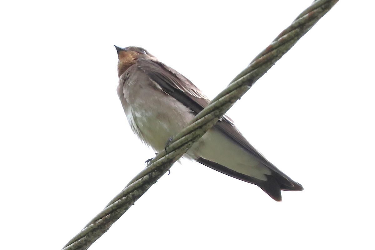 オビナシショウドウツバメ - ML646911379