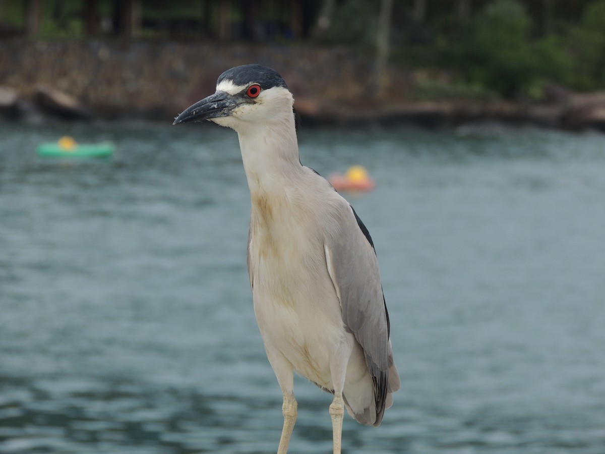 Black-crowned Night Heron - ML646911380