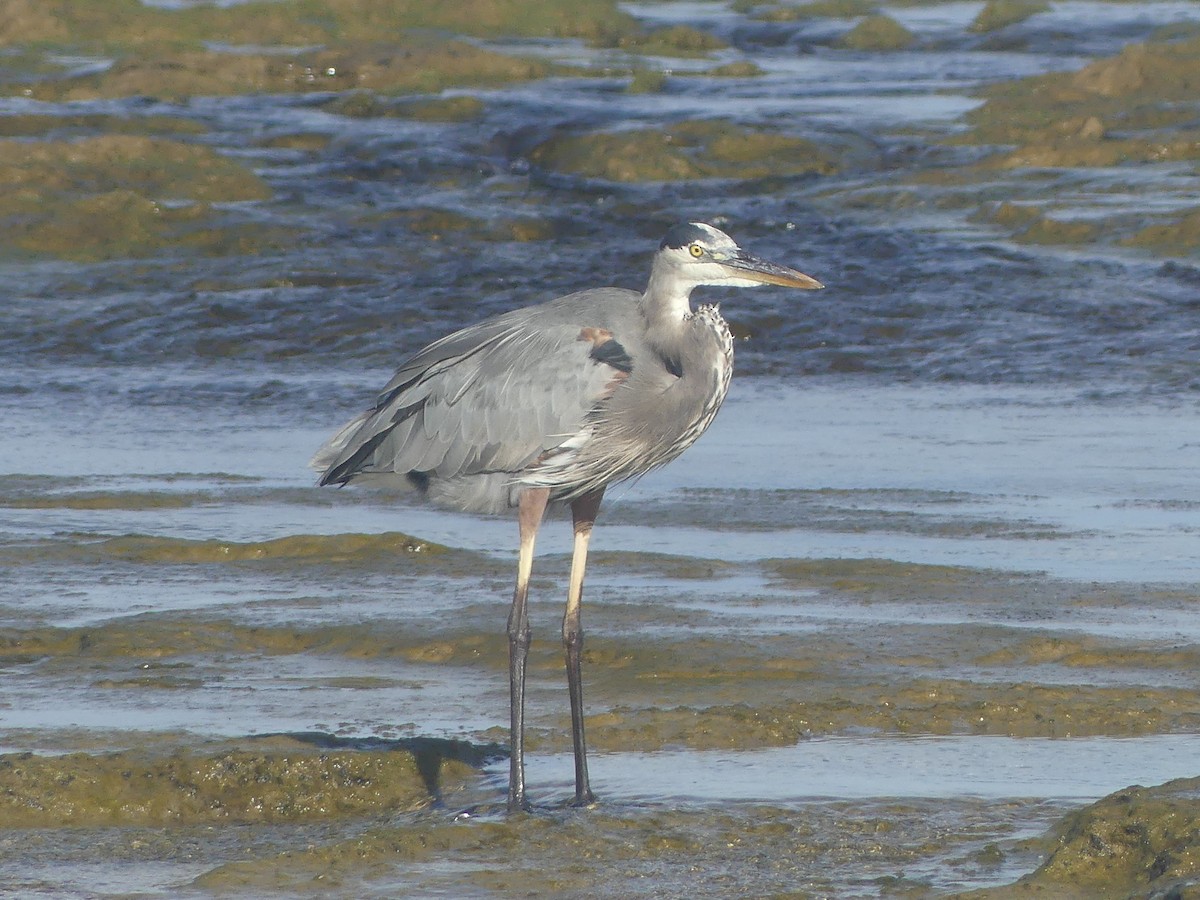 オオアオサギ - ML646911381