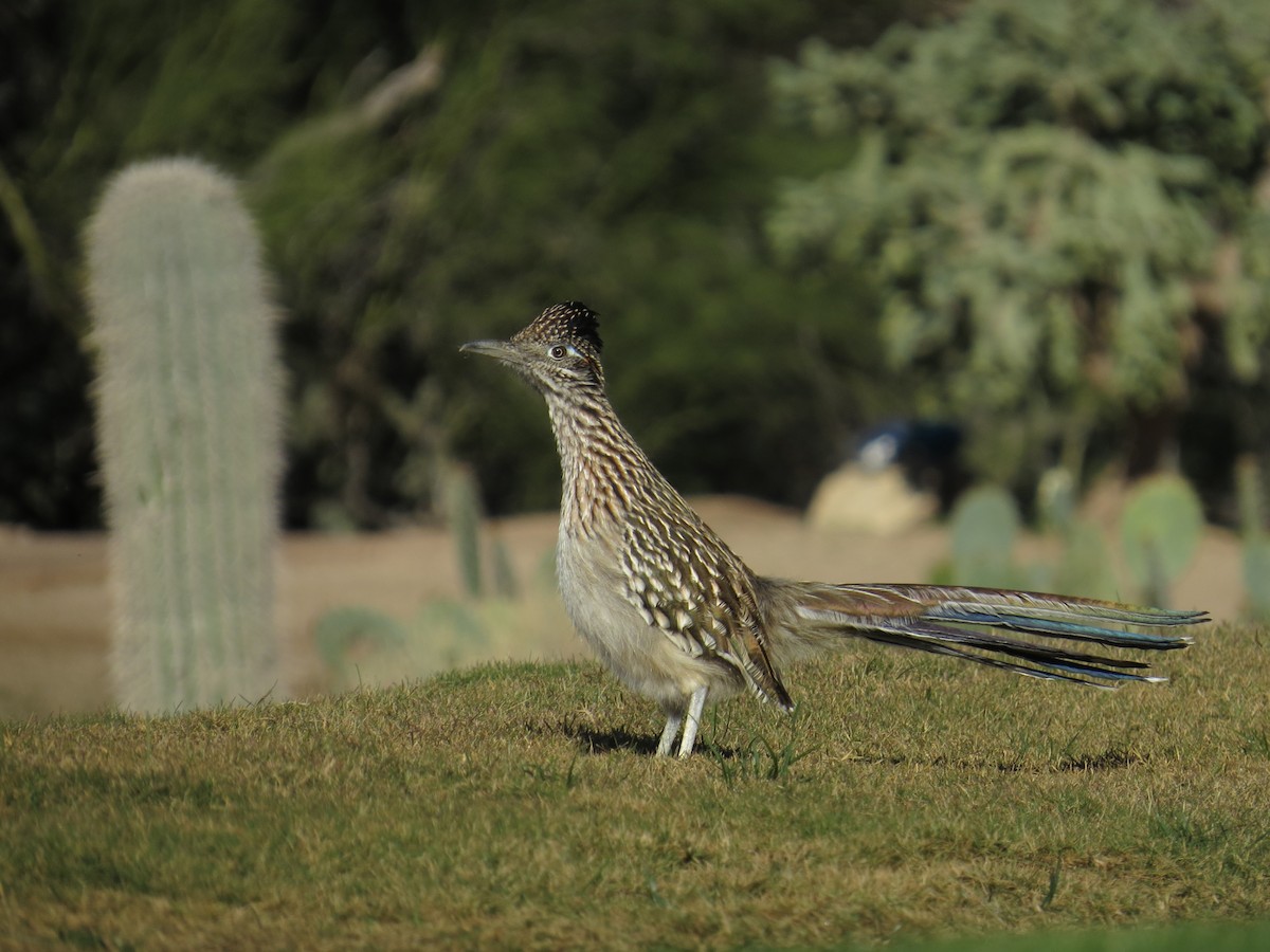 Greater Roadrunner - ML646911383