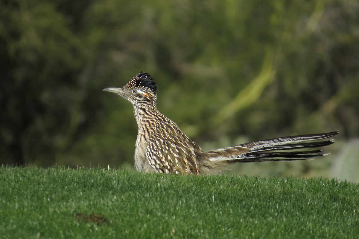 Greater Roadrunner - ML646911384