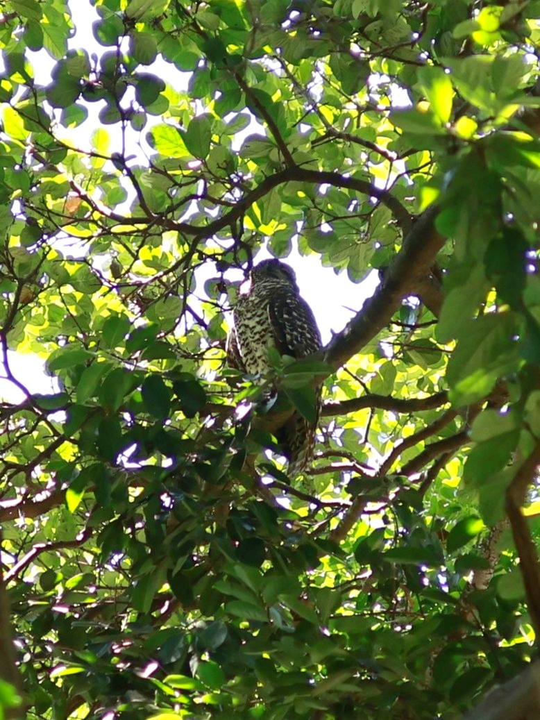 オニアオバズク - ML646911395