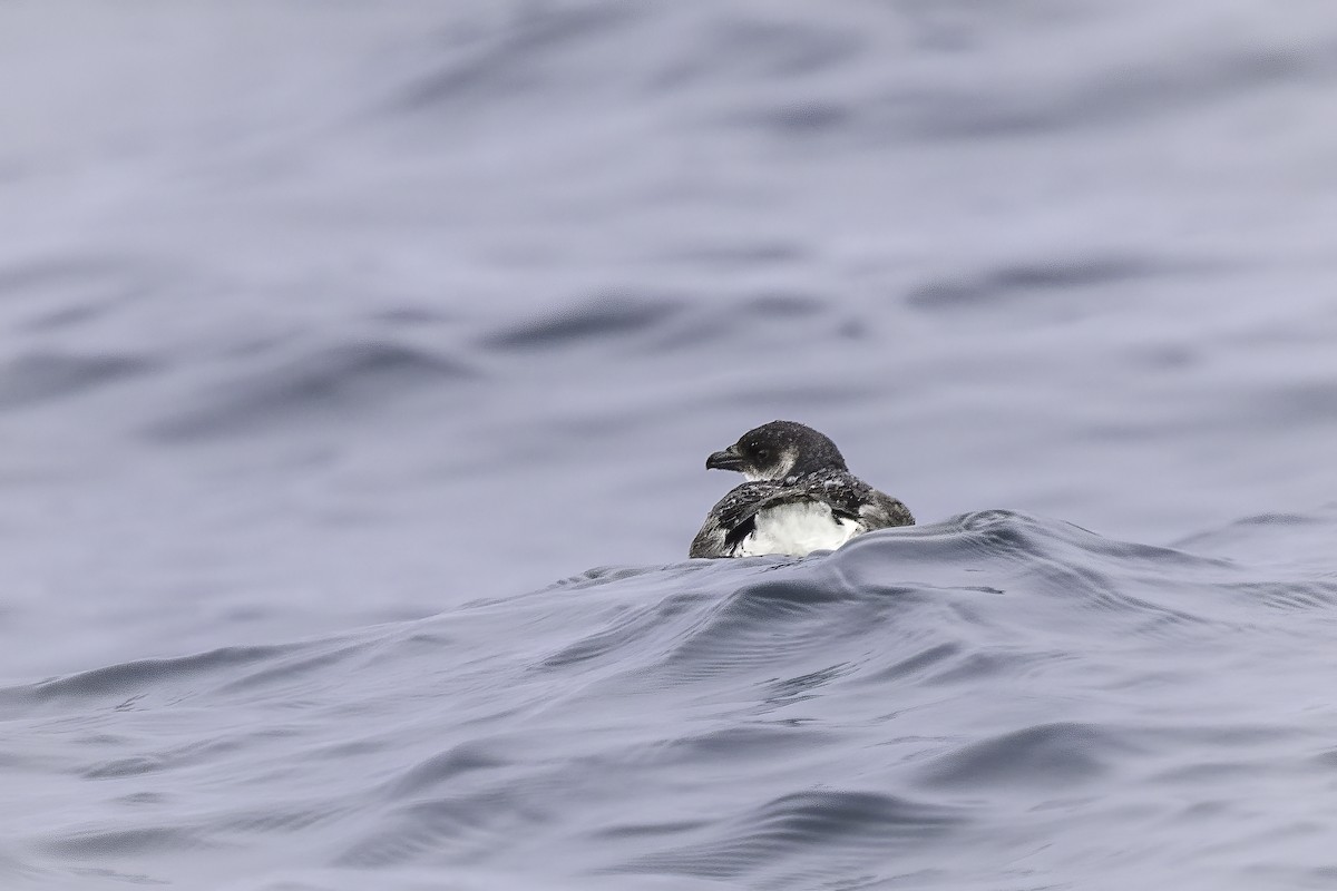 ペルーモグリウミツバメ - ML646911397