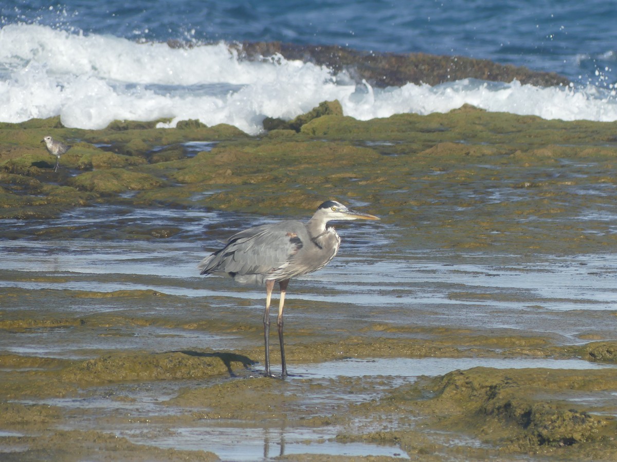 オオアオサギ - ML646911398