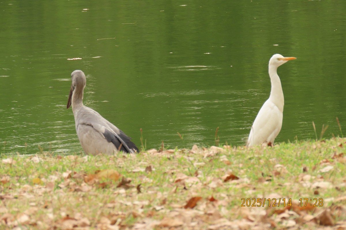 アマサギ - ML646911410