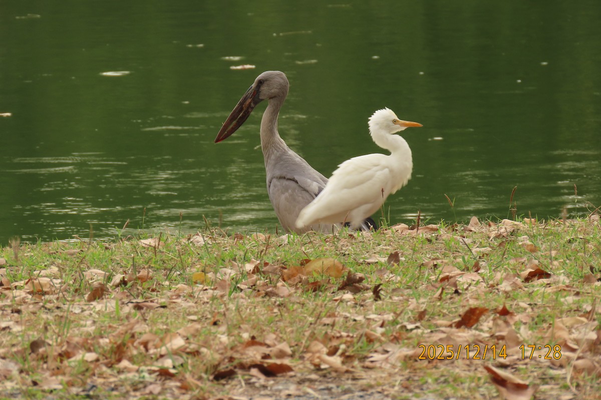 アマサギ - ML646911411