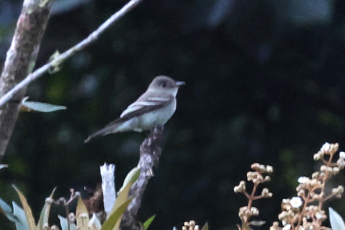 モリタイランチョウ - ML646911419