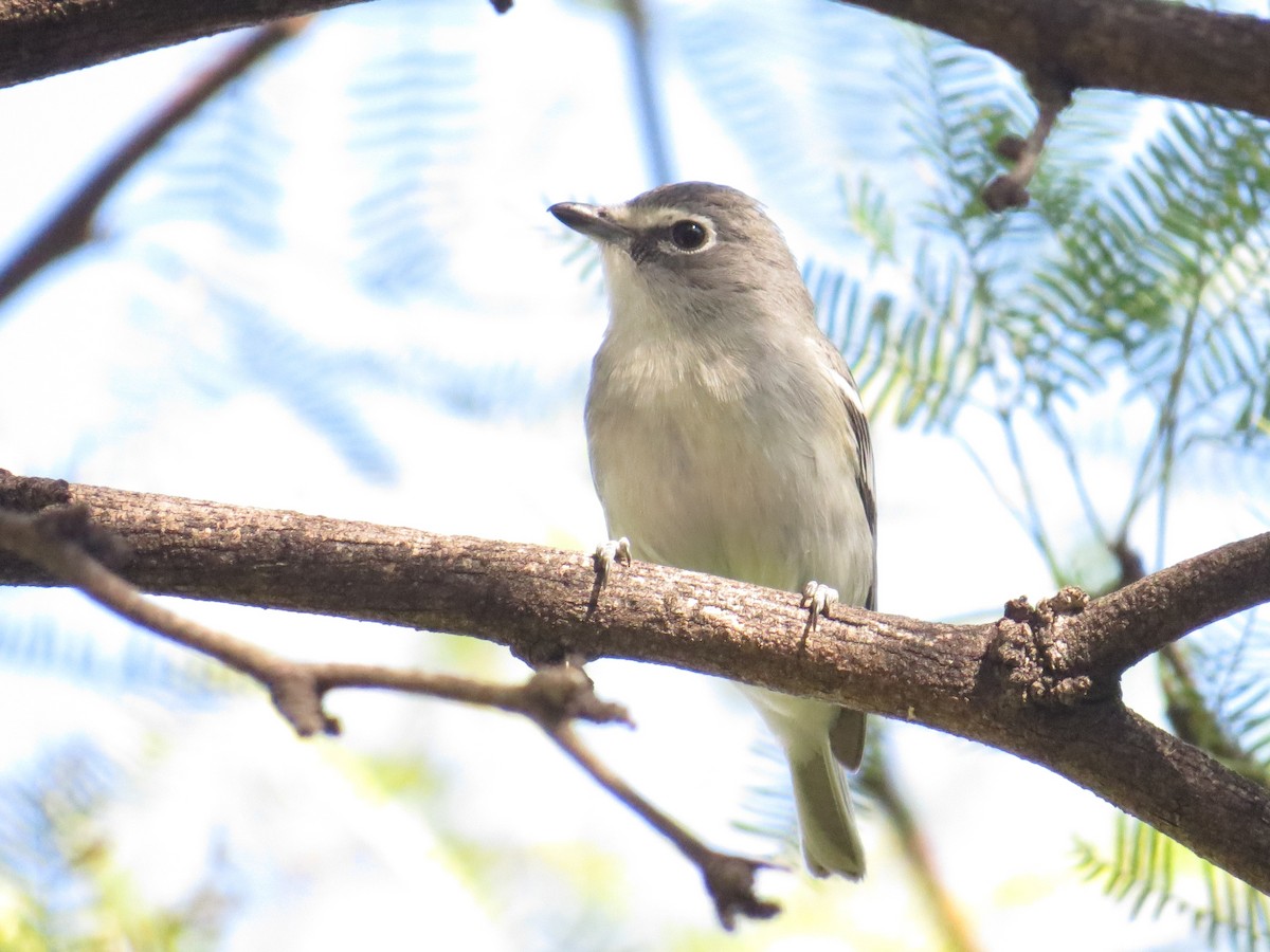 Plumbeous Vireo - ML646911421