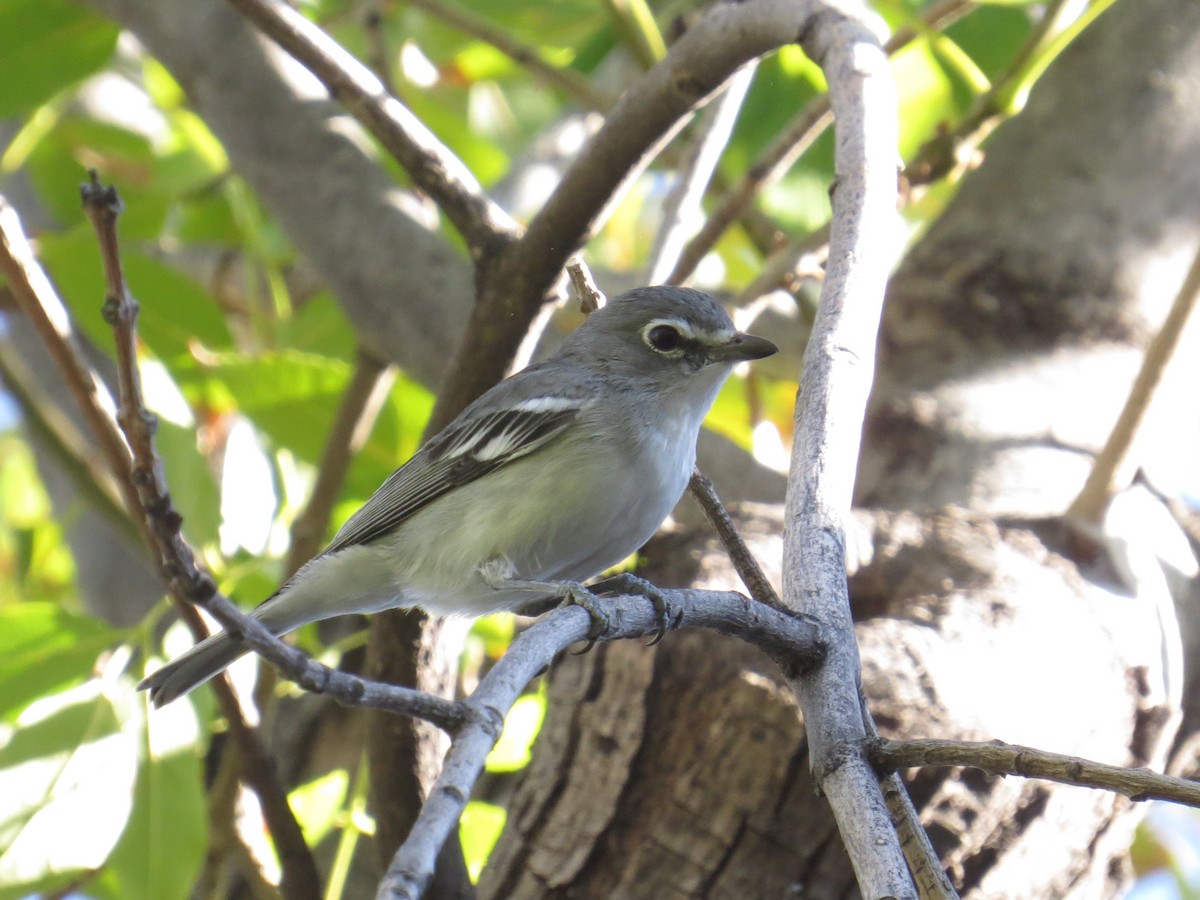 Plumbeous Vireo - ML646911422