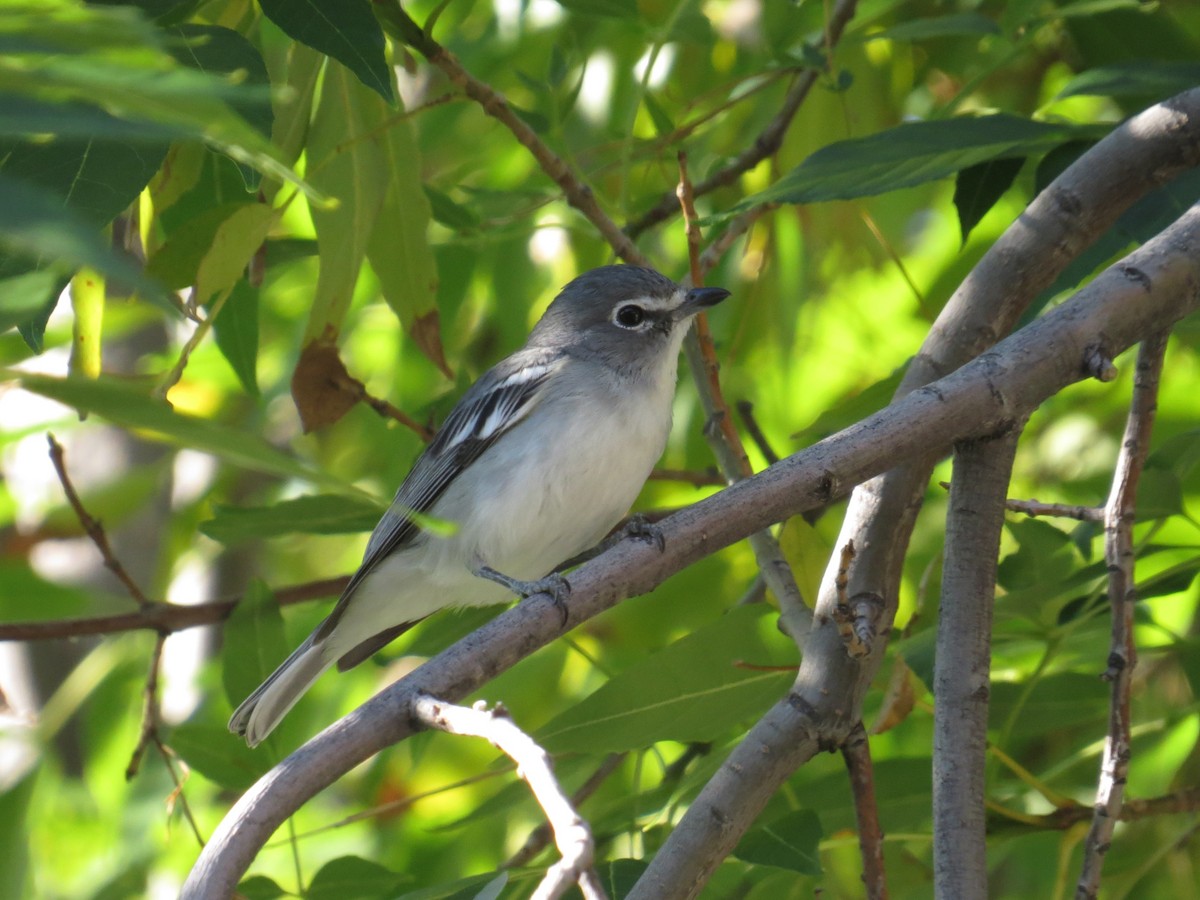 Plumbeous Vireo - ML646911423