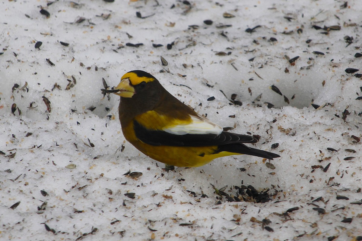 キビタイシメ - ML646911428