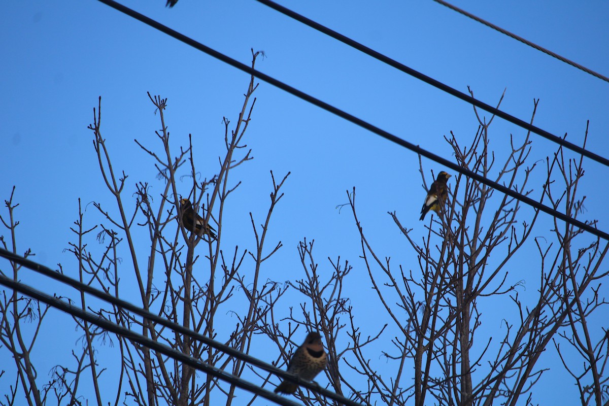 キビタイシメ - ML646911439