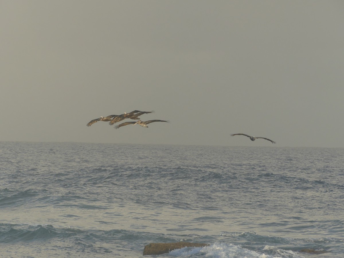 カッショクペリカン - ML646911440