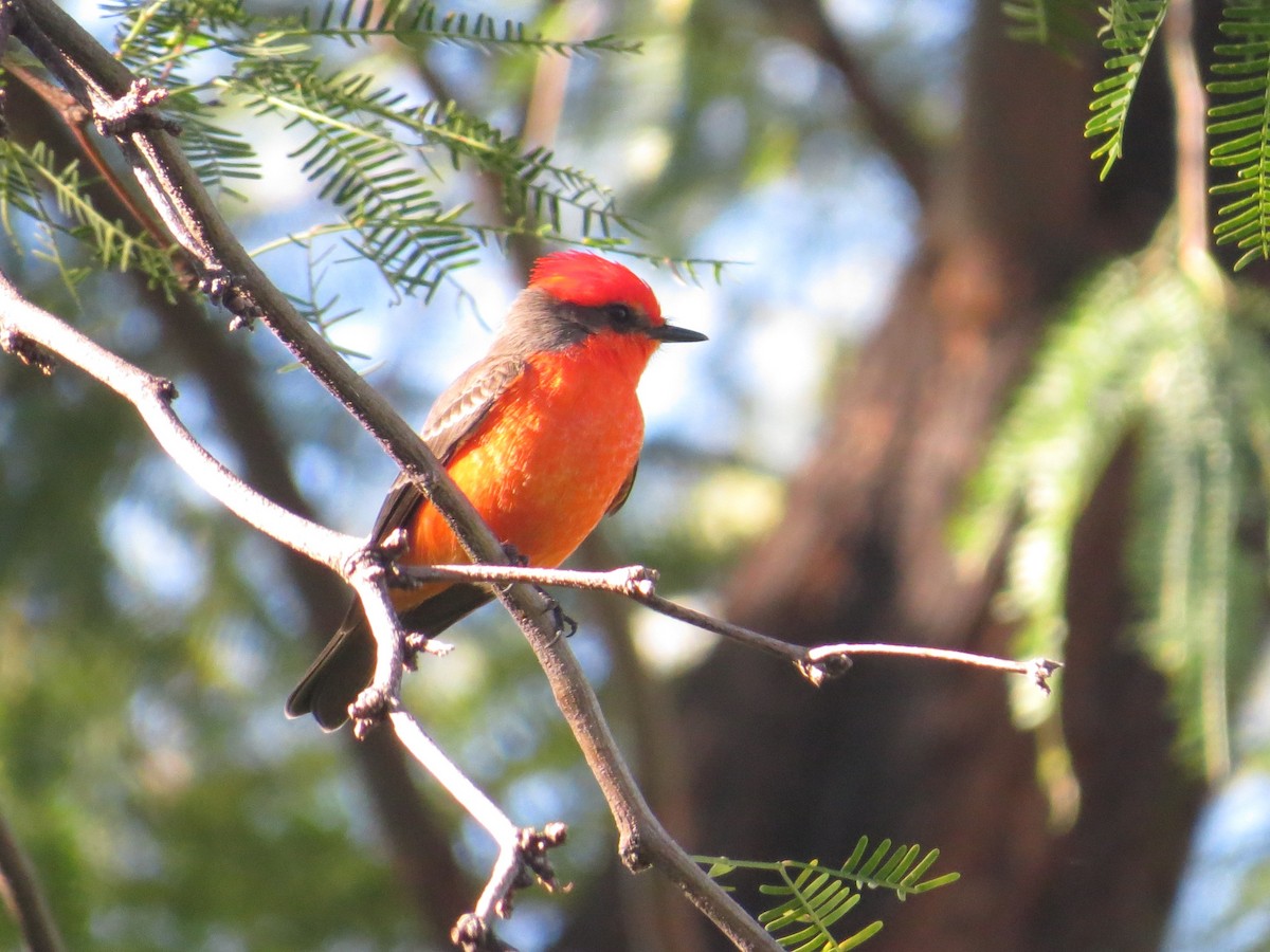 Vermilion Flycatcher - ML646911441