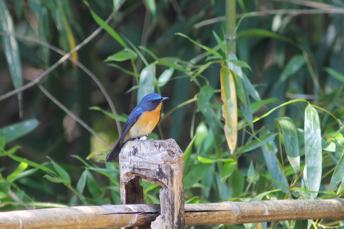 山藍仙鶲 - ML646911453