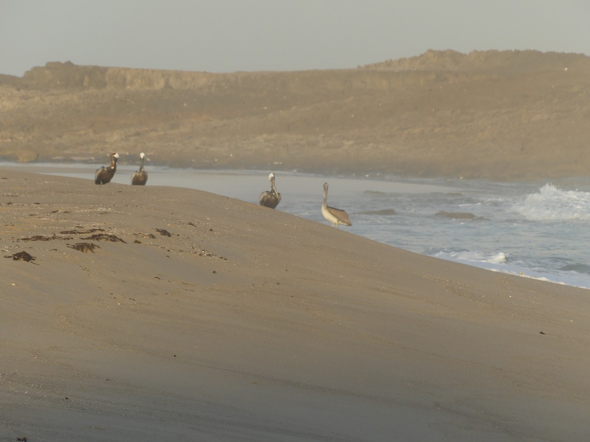 Brown Pelican - ML646911454
