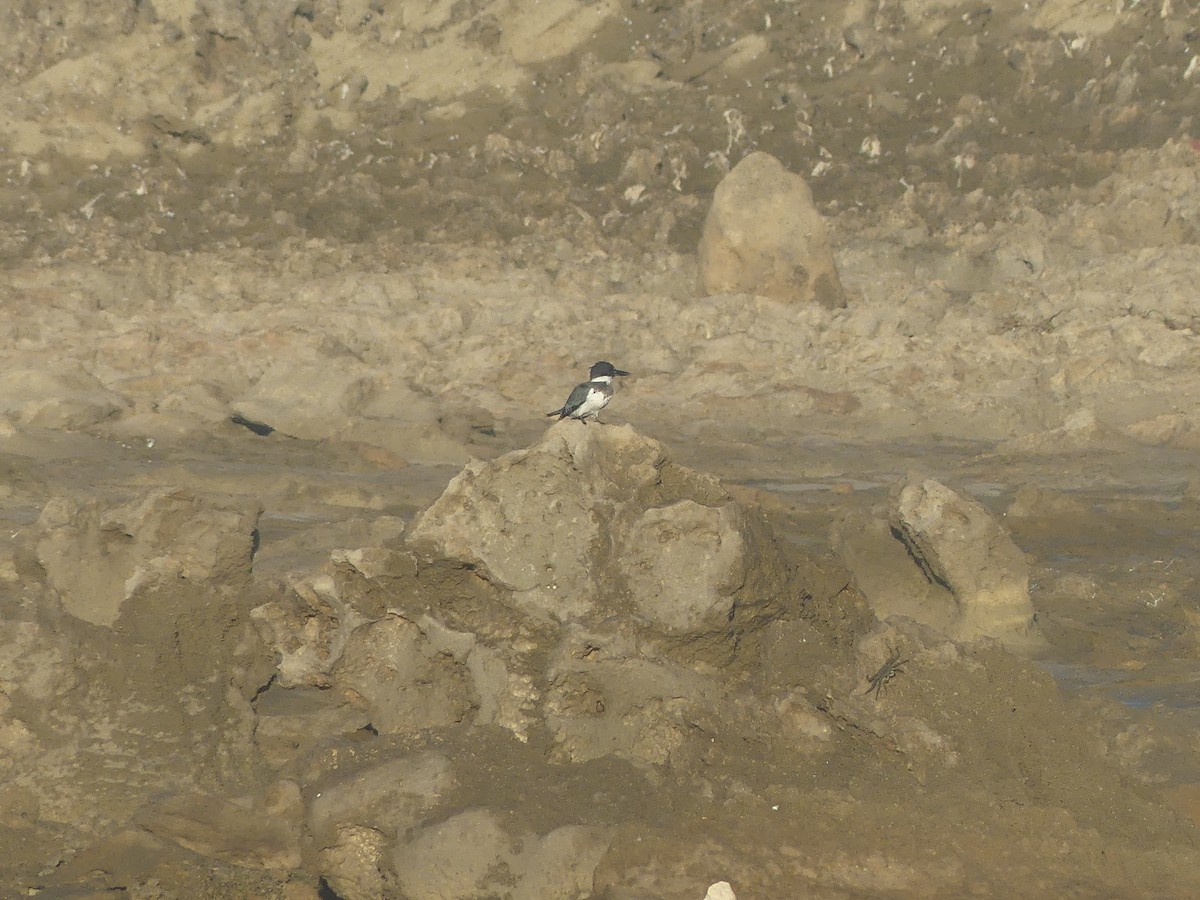 Belted Kingfisher - ML646911469