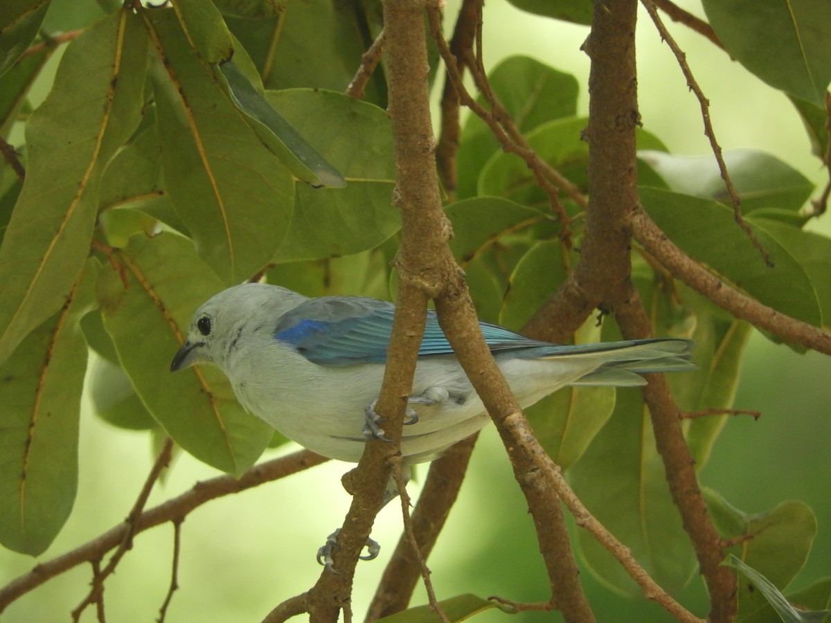 Blue-gray Tanager - ML646911470