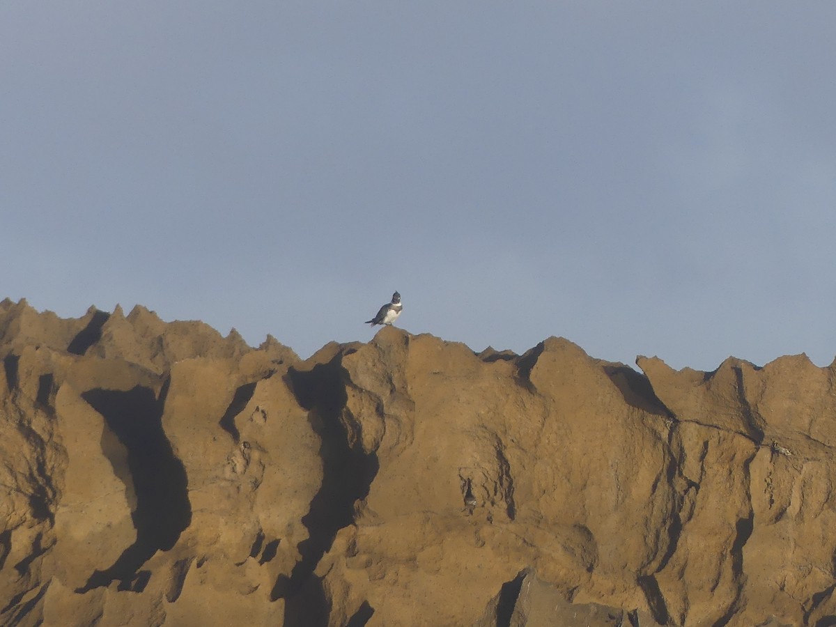 Belted Kingfisher - ML646911477